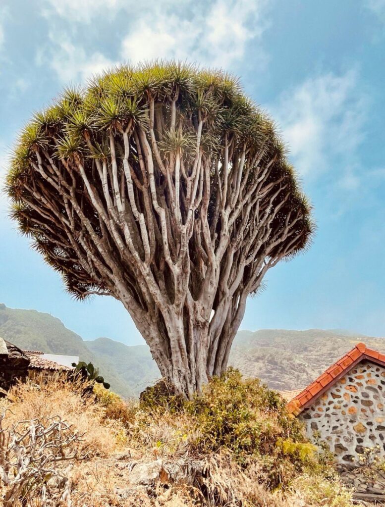 LA PALMA ISOLE CANARIE
