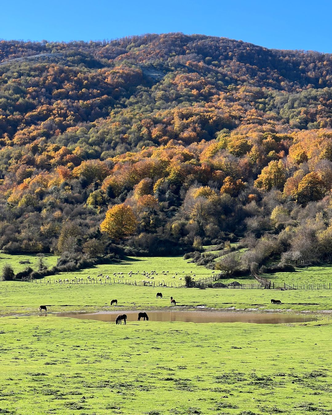 MONTE LUPONE